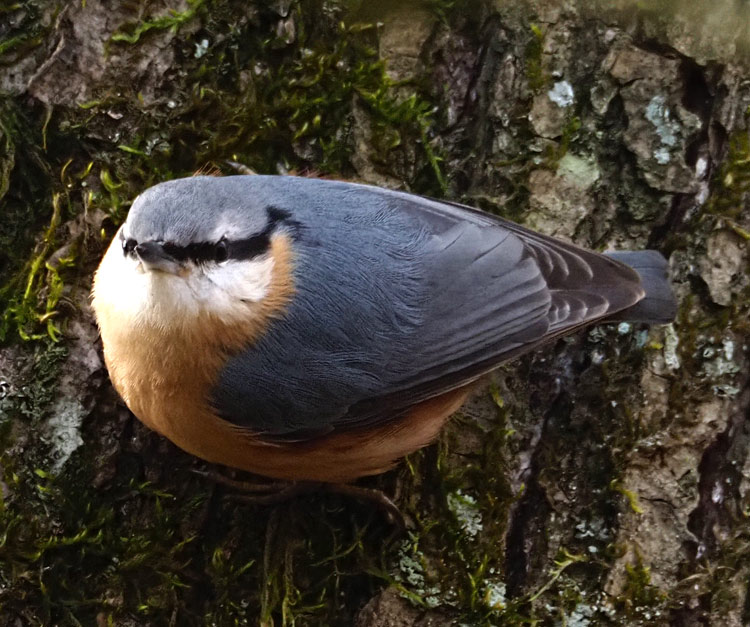 Kleiber, Sitta europaea